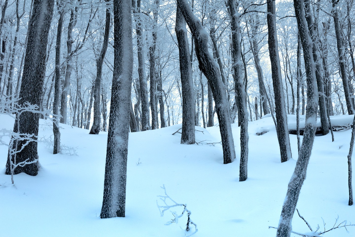 Photograph by Charlotte Gaillard