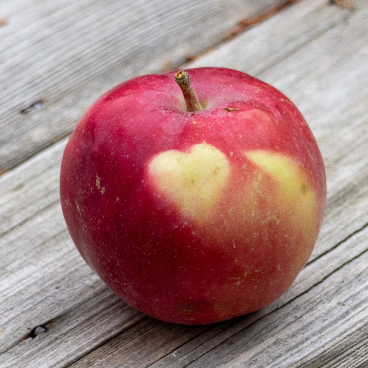 Photograph by Charlotte Gaillard