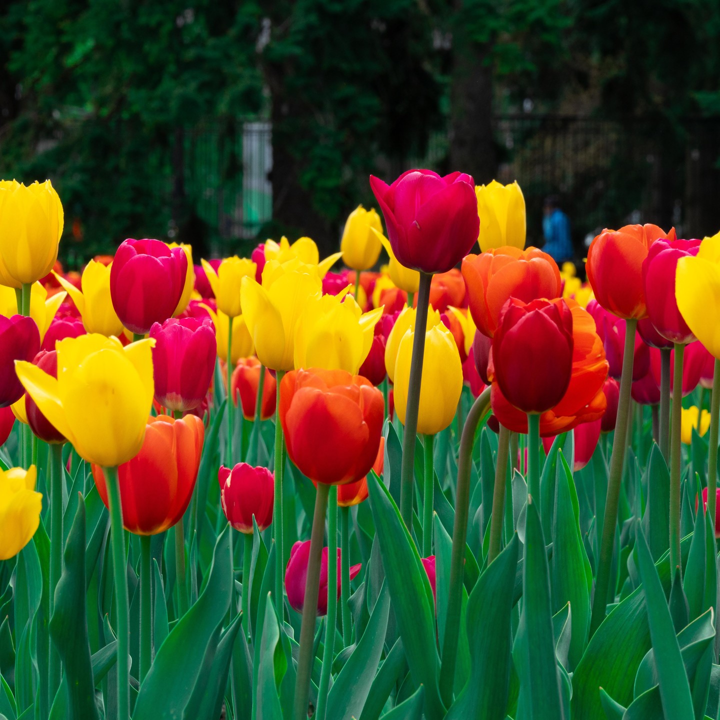 Photograph by Charlotte Gaillard