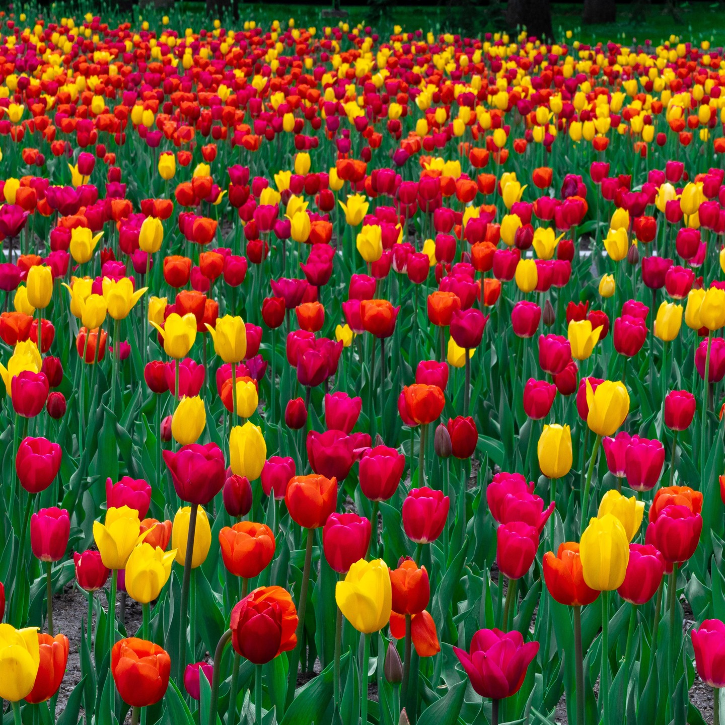 Photograph by Charlotte Gaillard