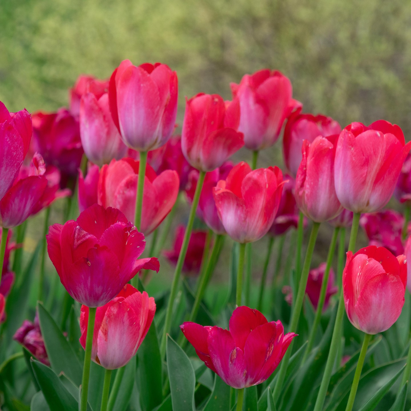 Photograph by Charlotte Gaillard