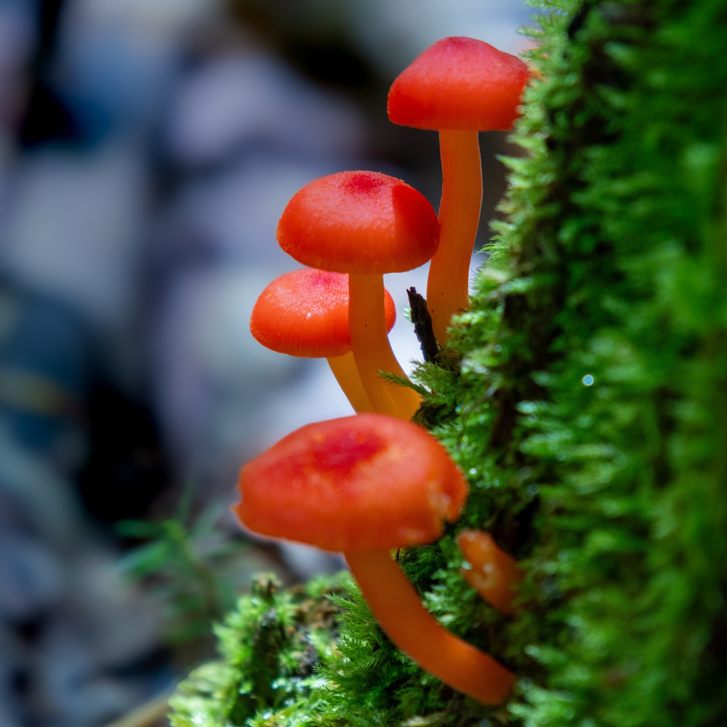 Photograph by Charlotte Gaillard