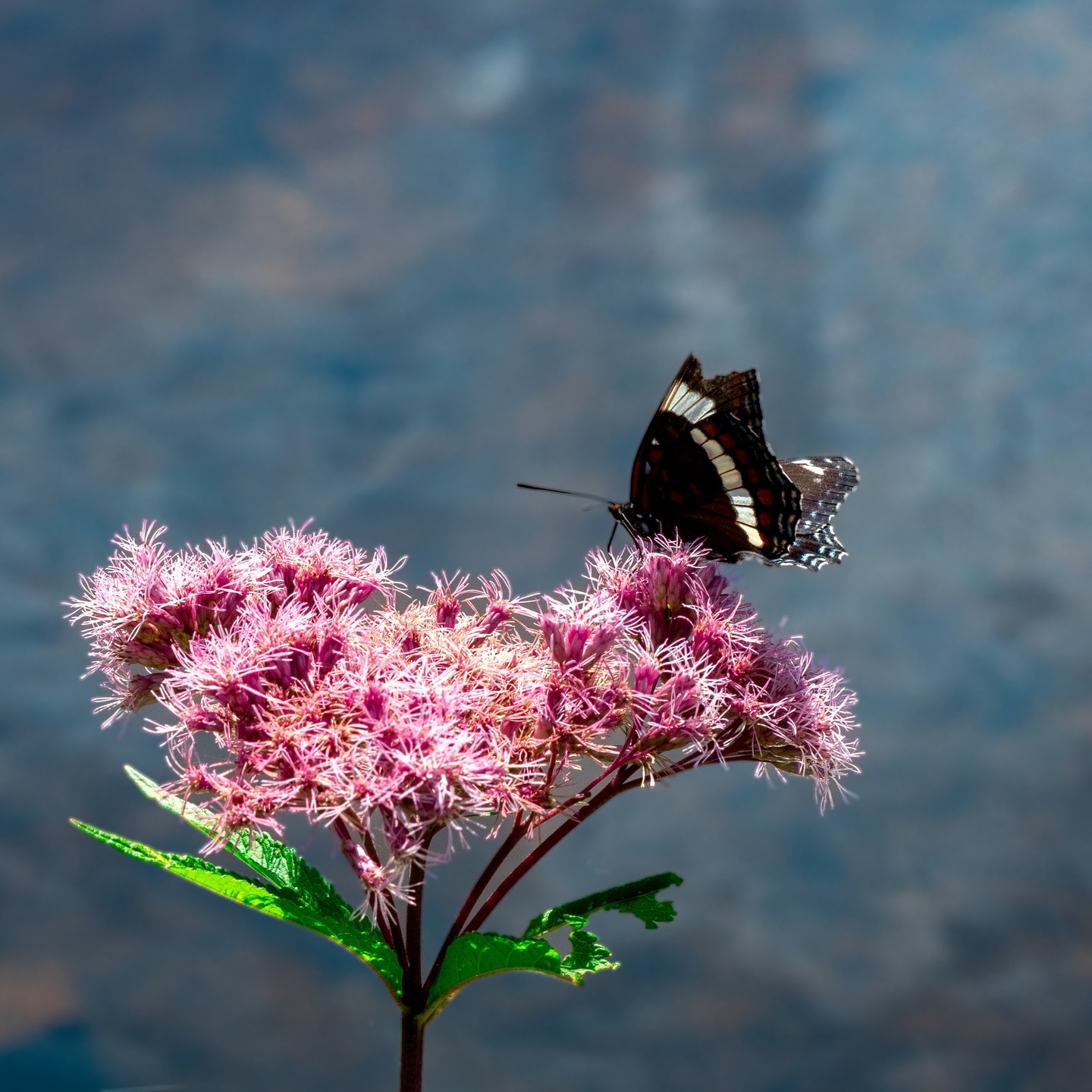 Photograph by Charlotte Gaillard