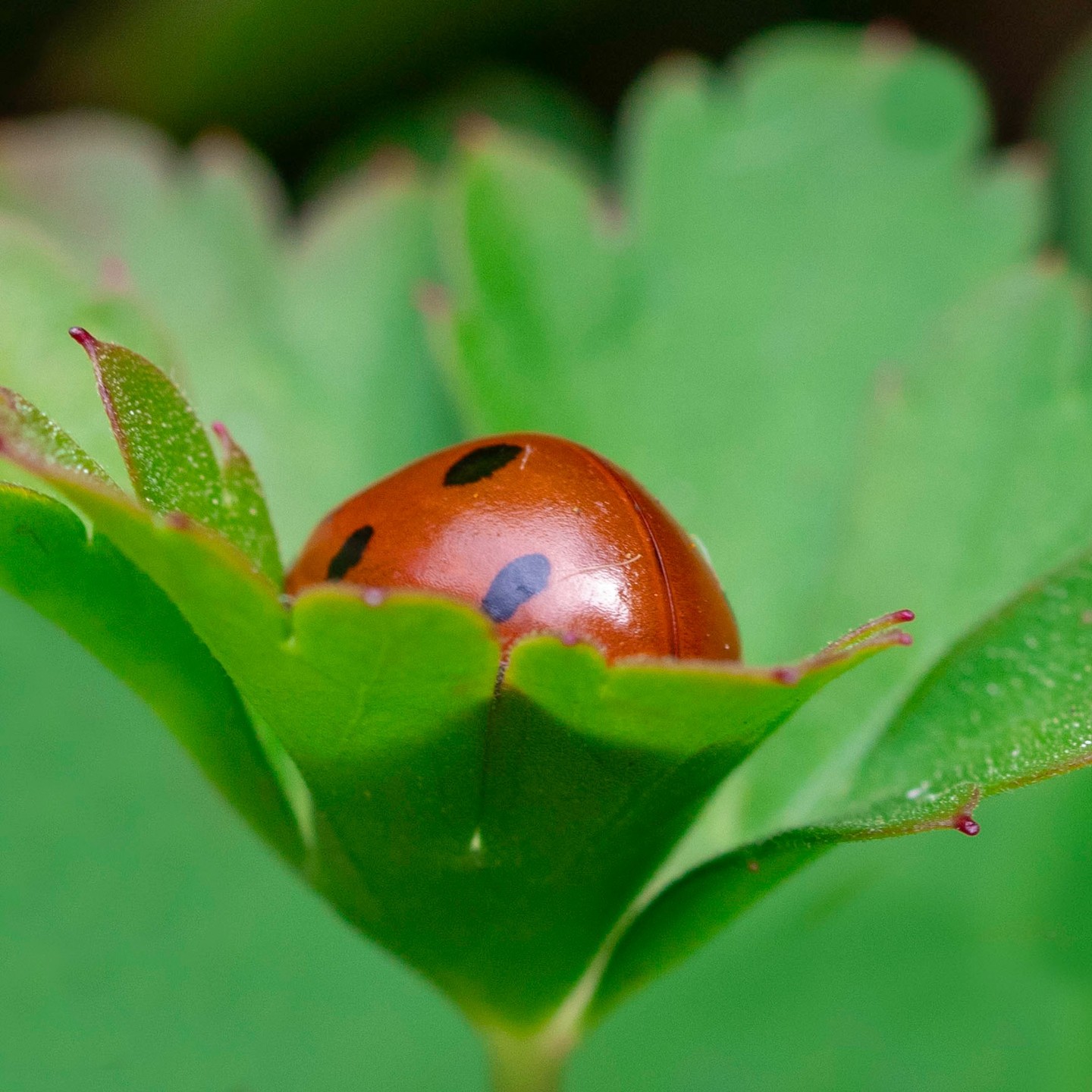 Photograph by Charlotte Gaillard