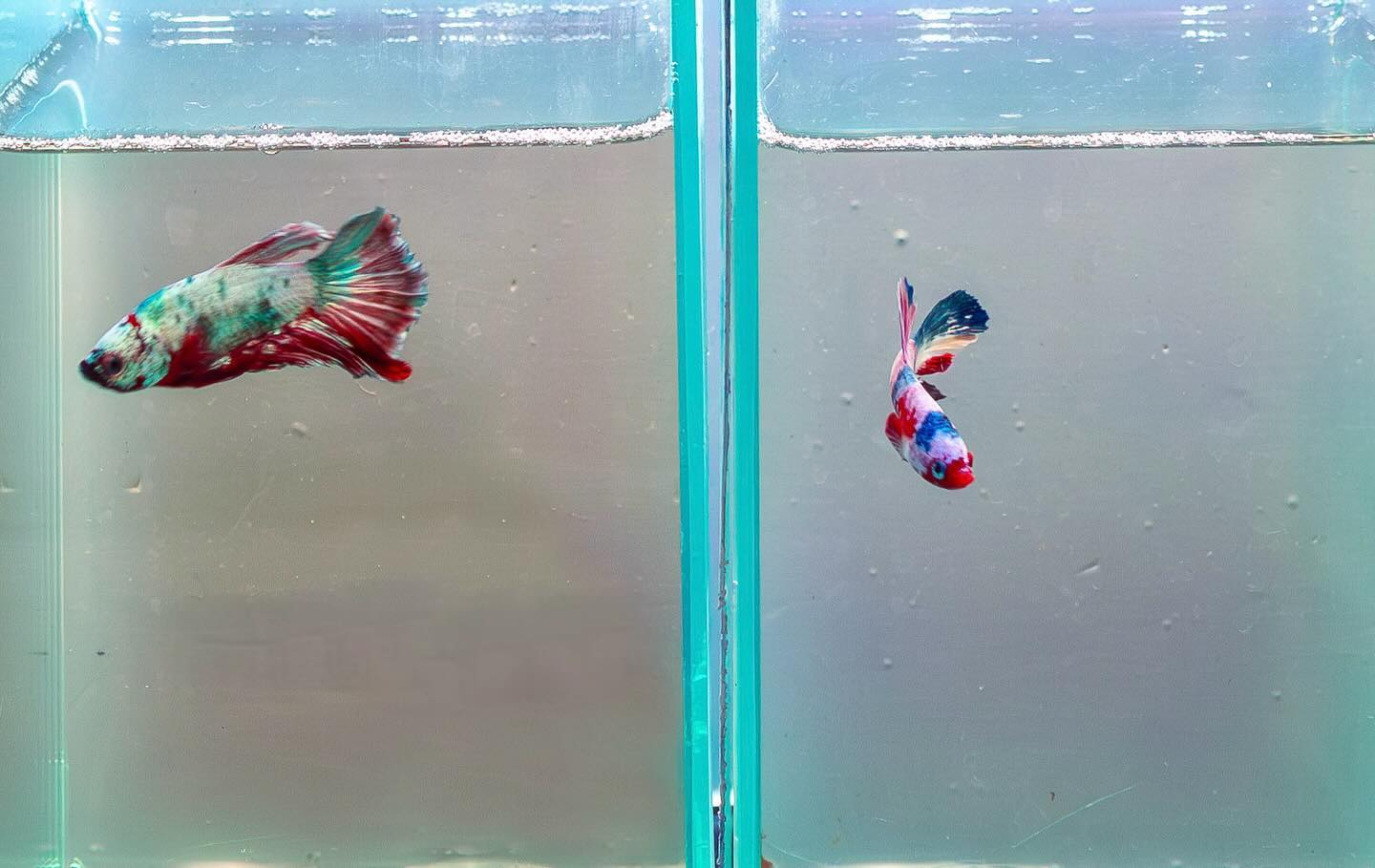 Photograph by Charlotte Gaillard