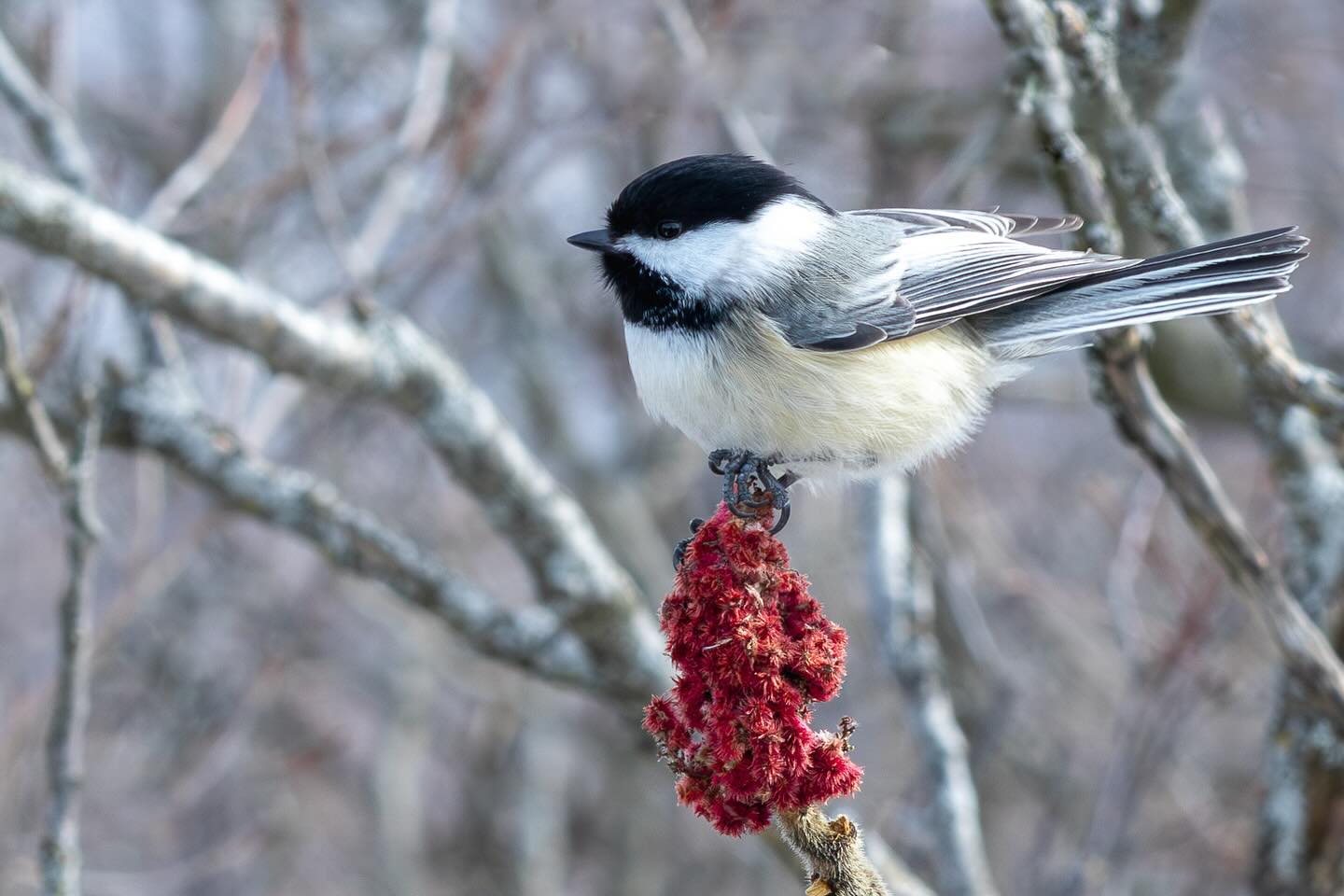 Photograph by Charlotte Gaillard