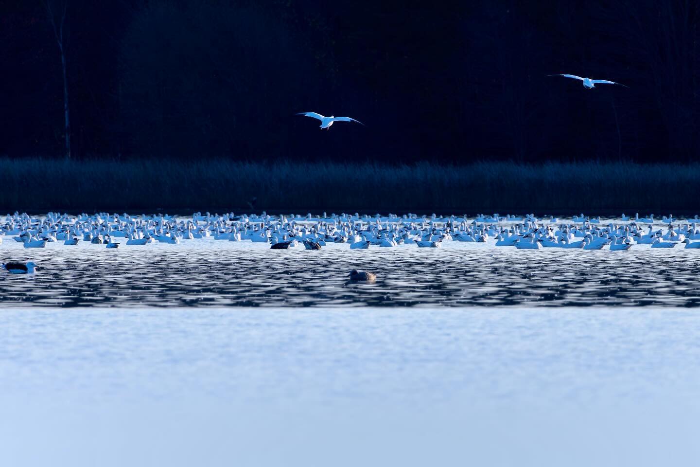 Photograph by Charlotte Gaillard