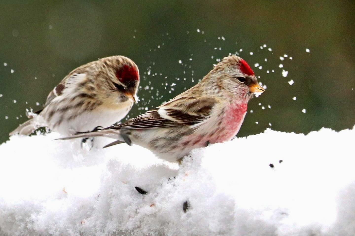 Photograph by Charlotte Gaillard