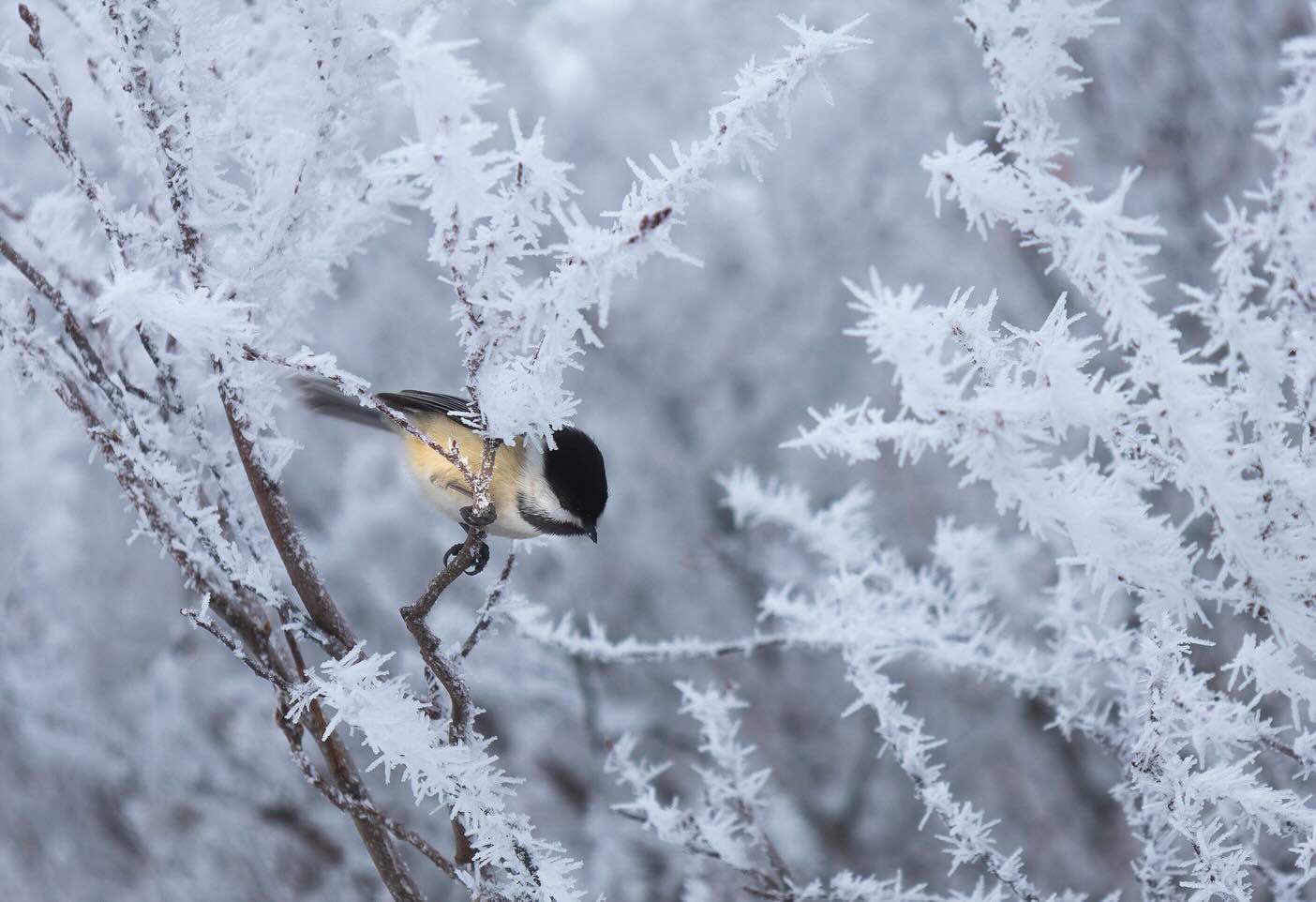 Photograph by Charlotte Gaillard