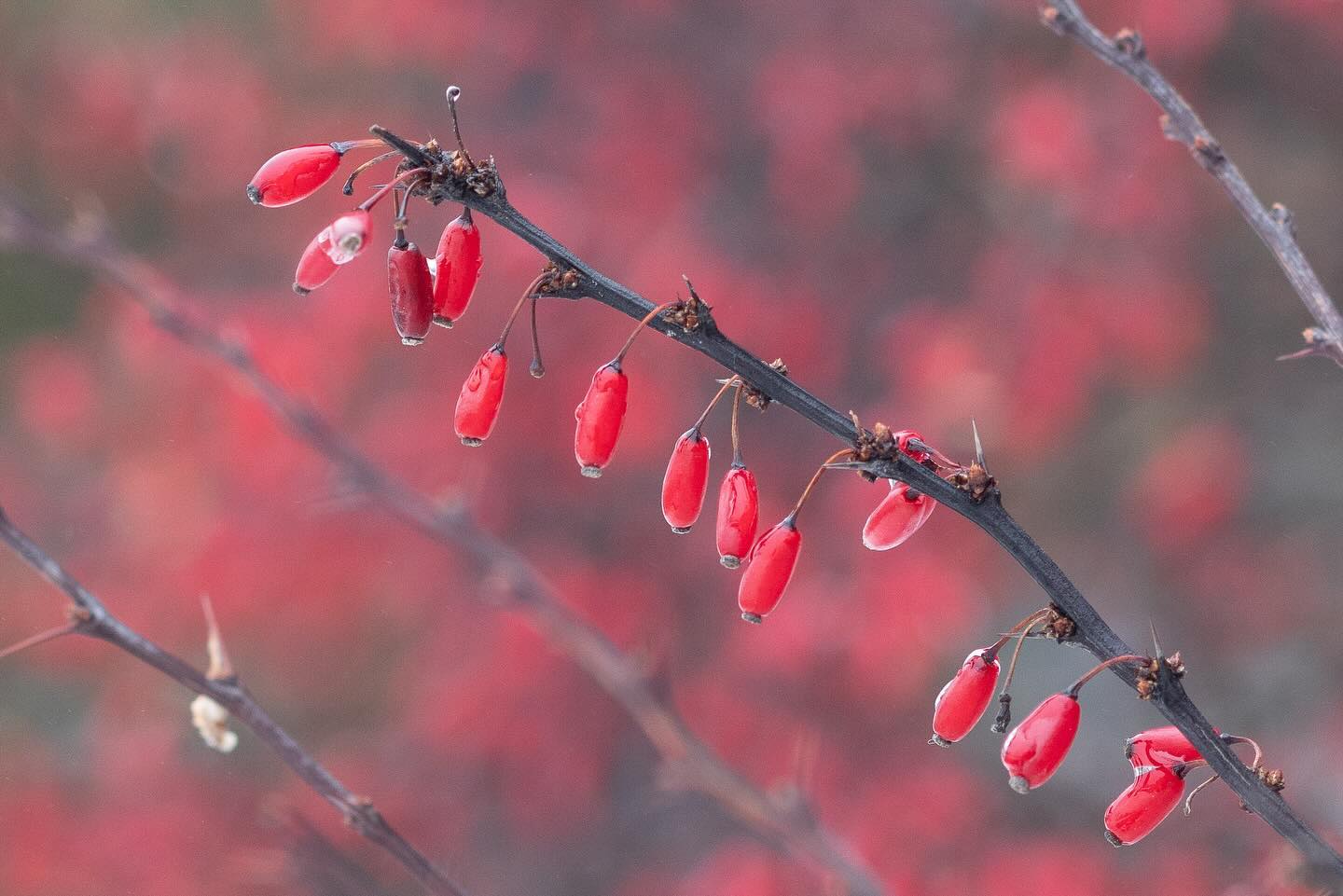 Photograph by Charlotte Gaillard
