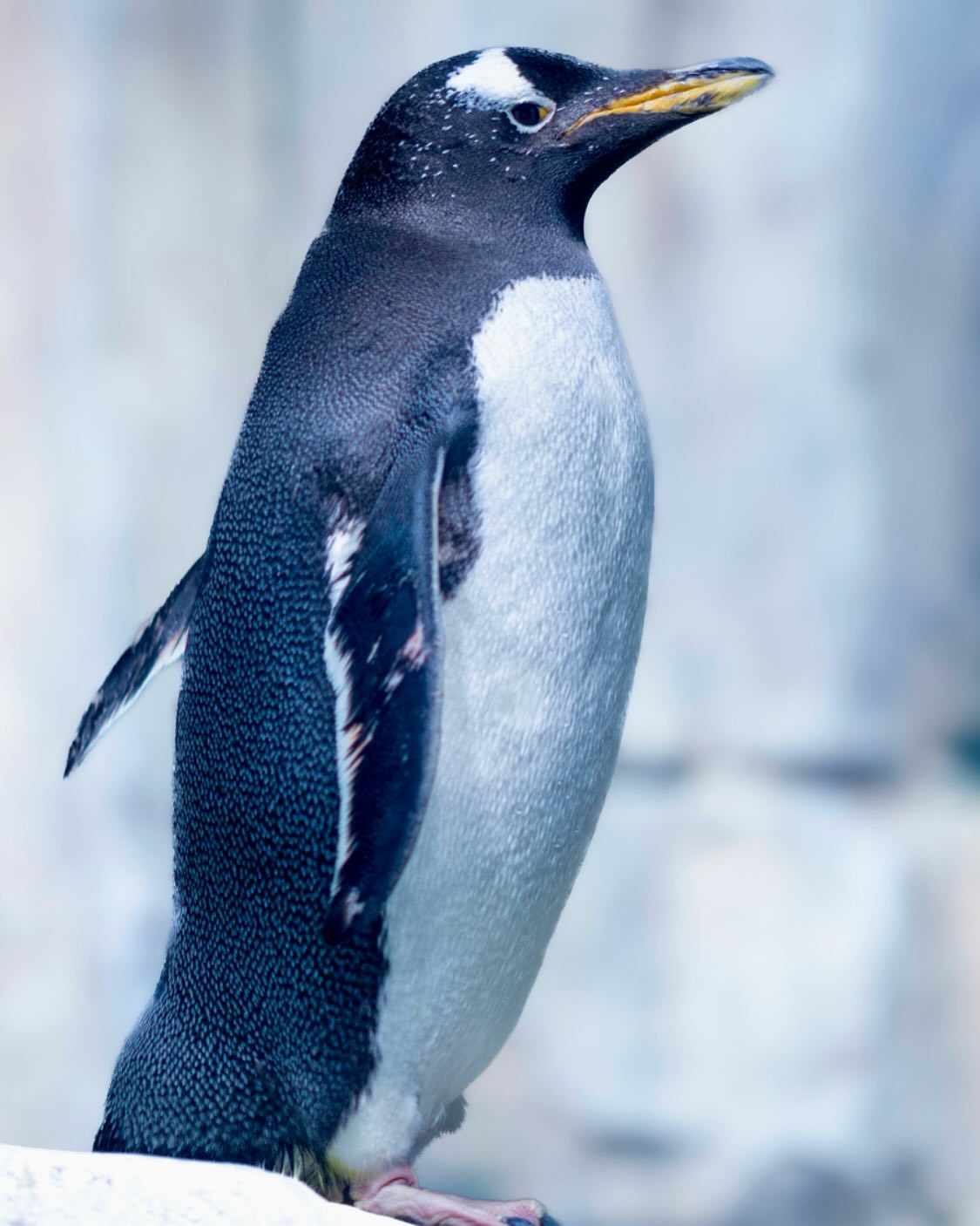 Photograph by Charlotte Gaillard