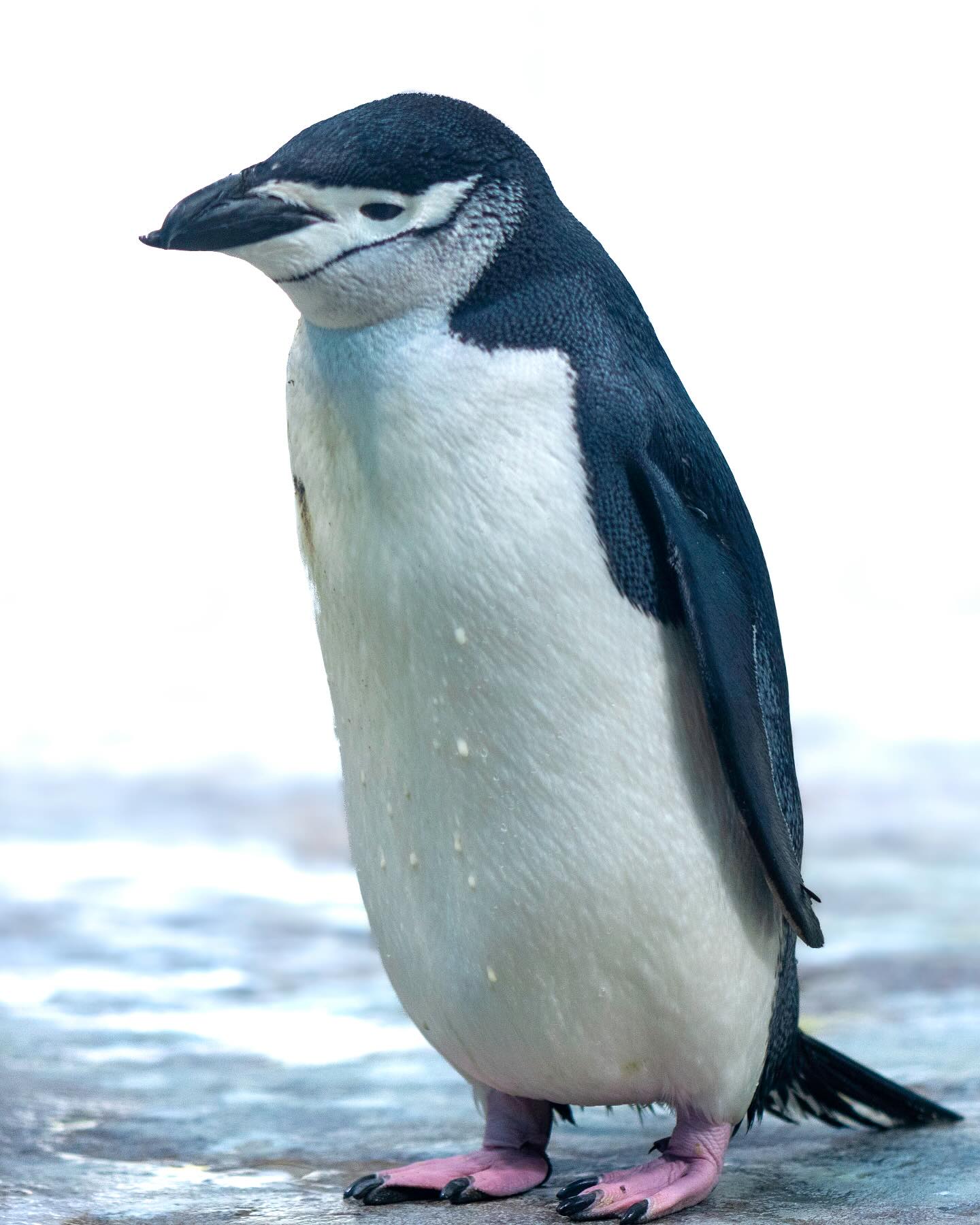 Photograph by Charlotte Gaillard