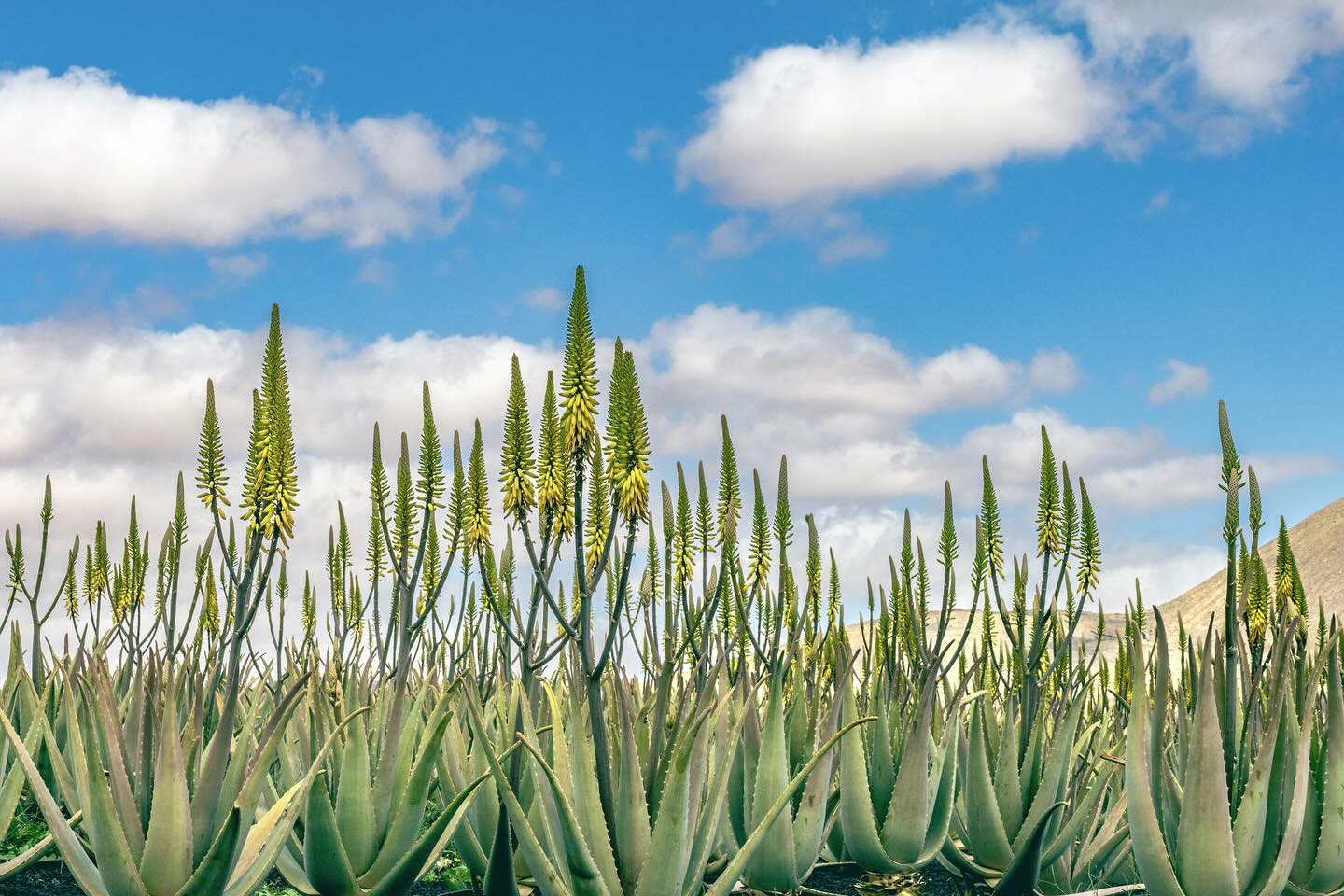 Photograph by Charlotte Gaillard