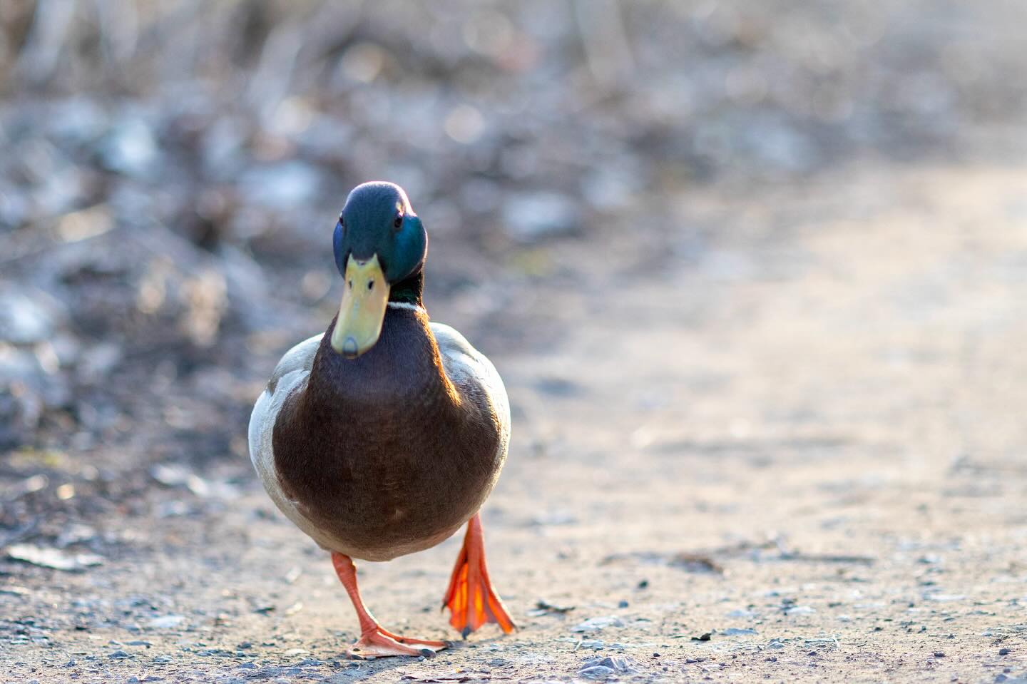 Photograph by Charlotte Gaillard