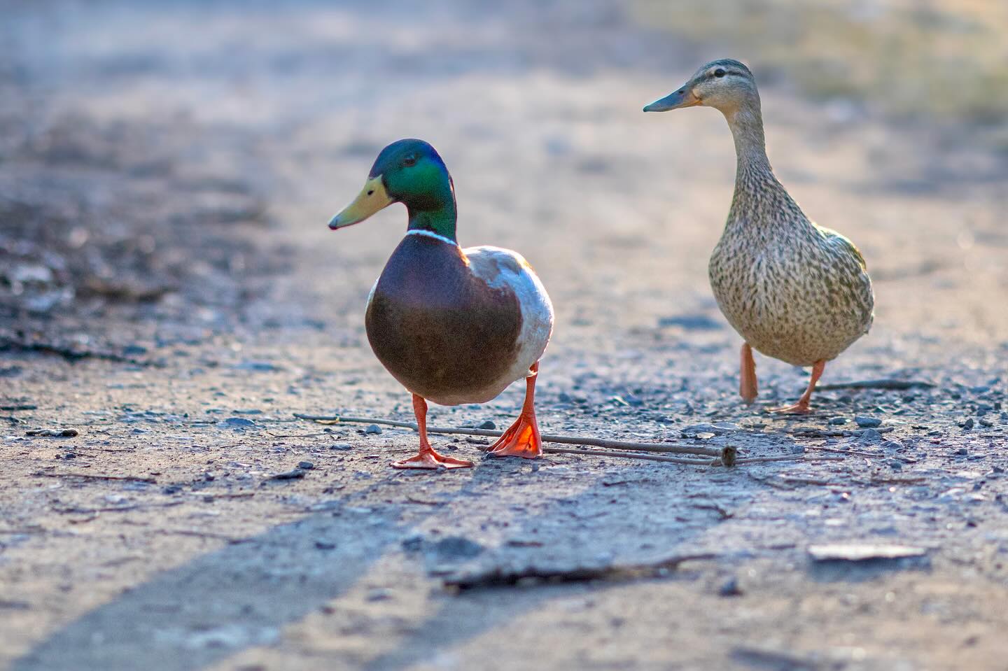 Photograph by Charlotte Gaillard