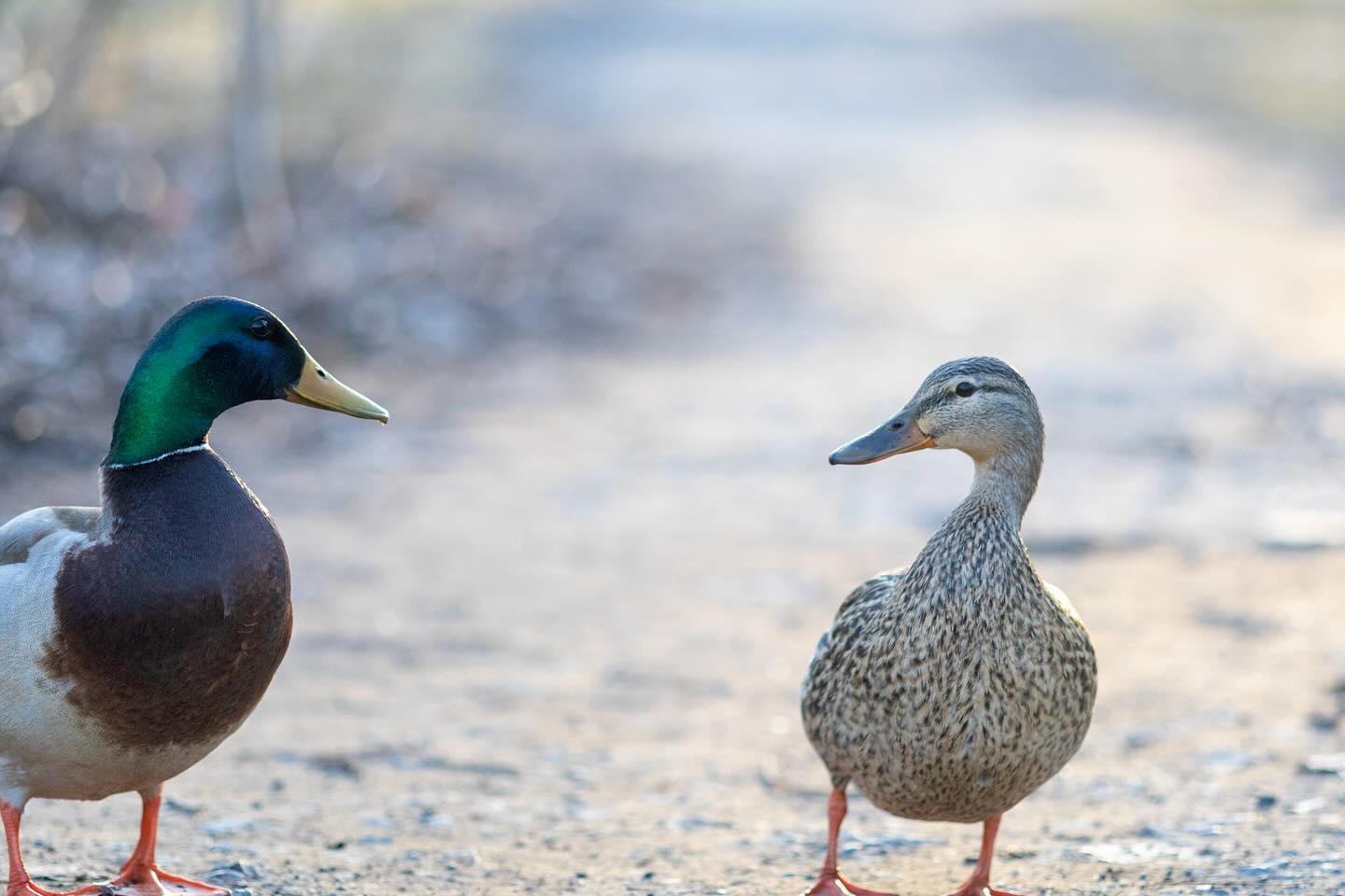 Photograph by Charlotte Gaillard