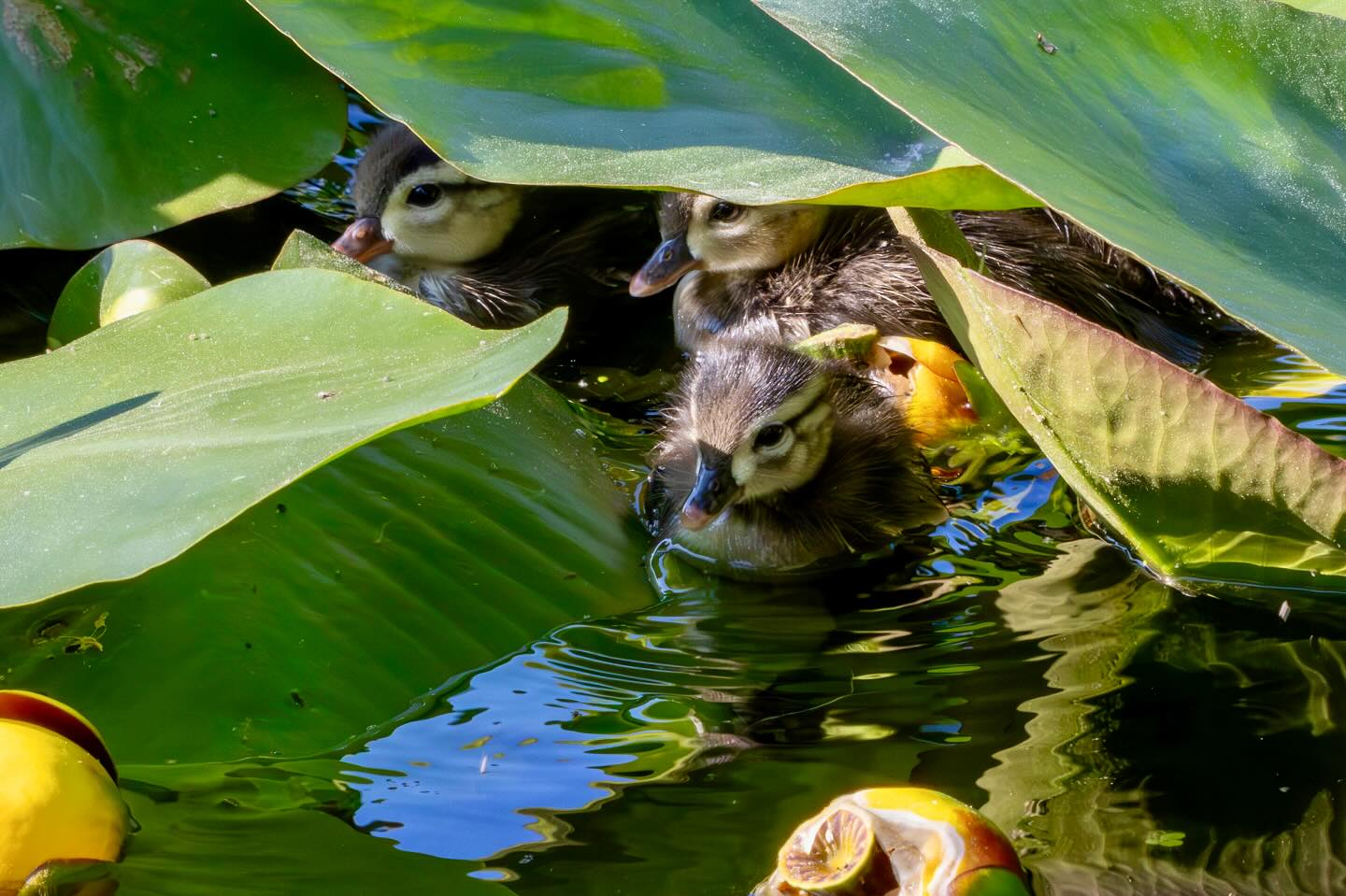 Photograph by Charlotte Gaillard