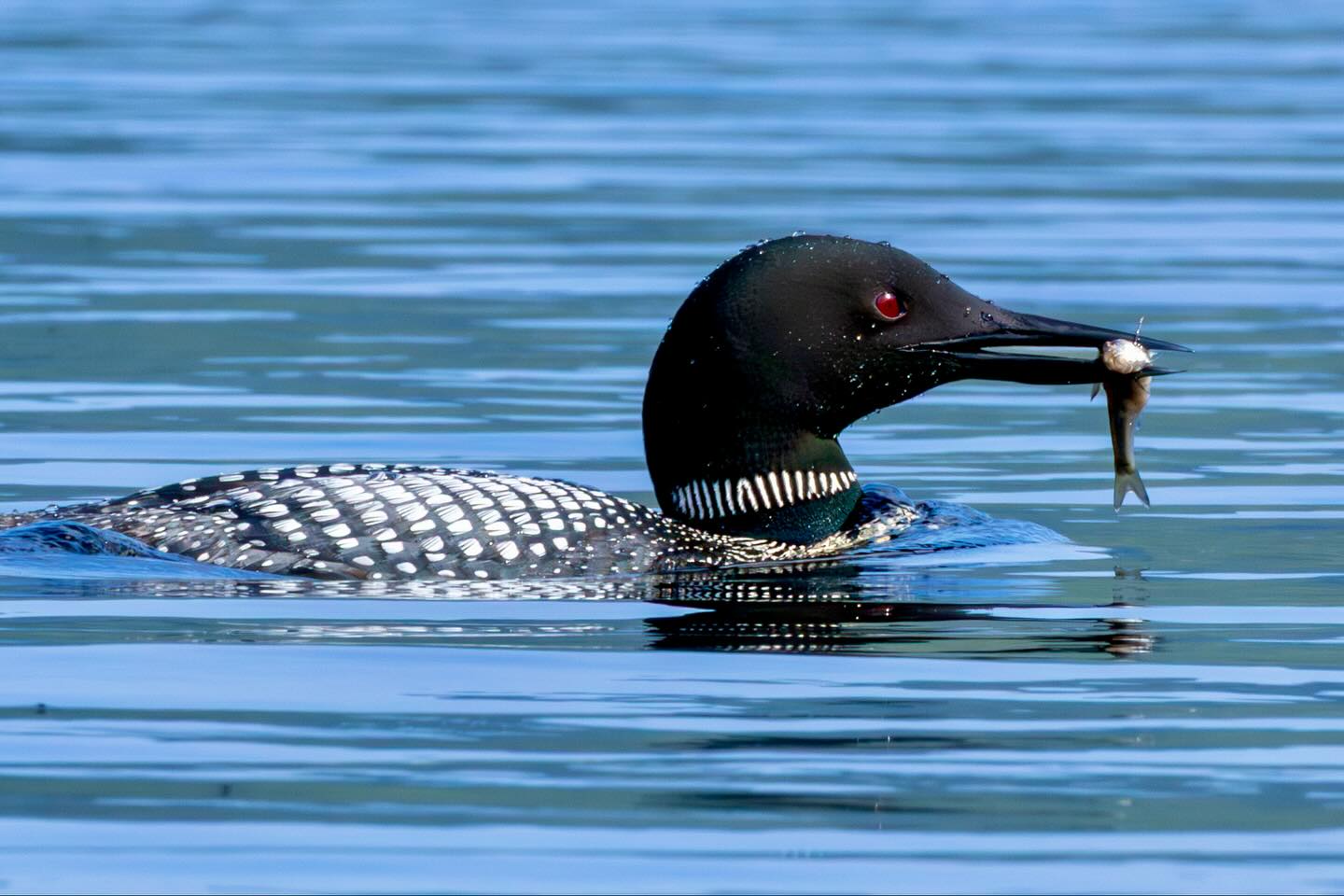 Photograph by Charlotte Gaillard