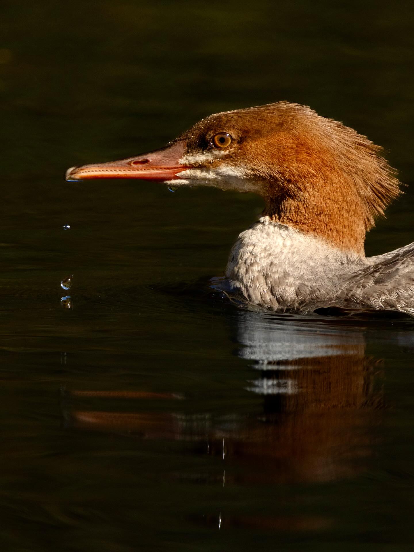 Photograph by Charlotte Gaillard