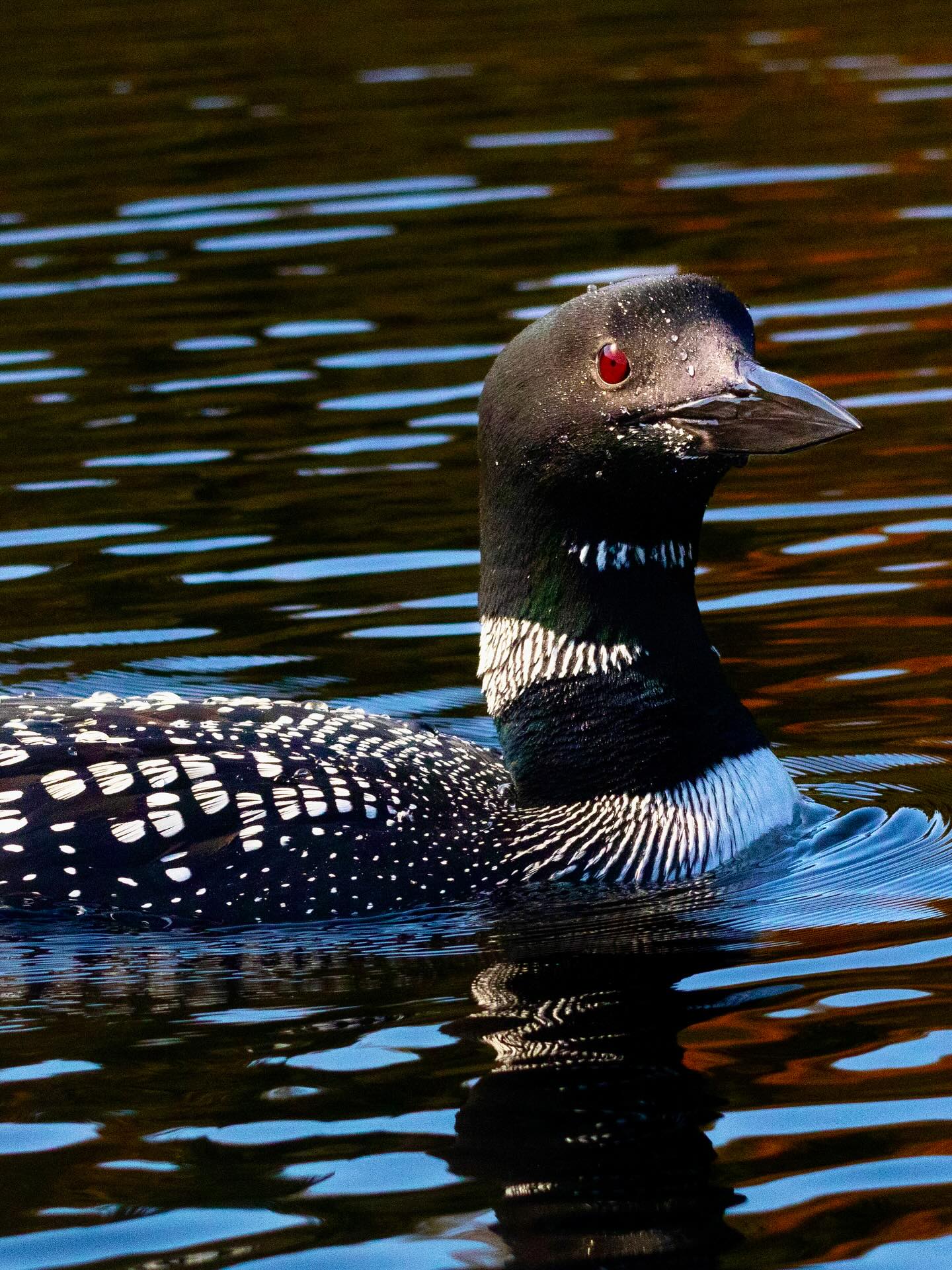 Photograph by Charlotte Gaillard